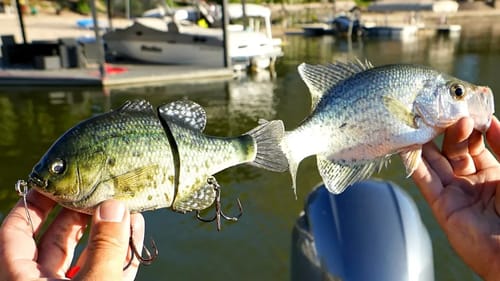 Fishing ULTRA REALISTIC Swimbaits for Big Bass around Docks!!!