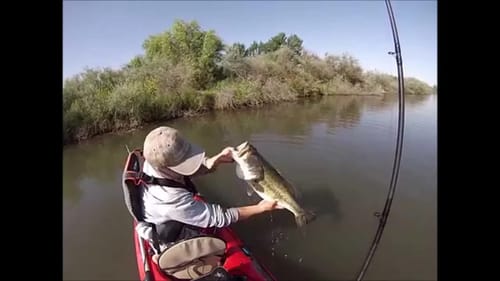 Monster 8lb Bass on Topwater Frog