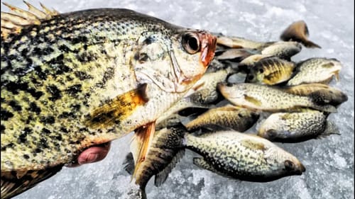 CRAPPIE Slam on LAST ICE and its RAINING....