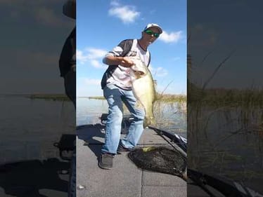 GIANT Flipping in MLF Toyota Harris Chain (9lber) #shorts #bassfishing #harrischain