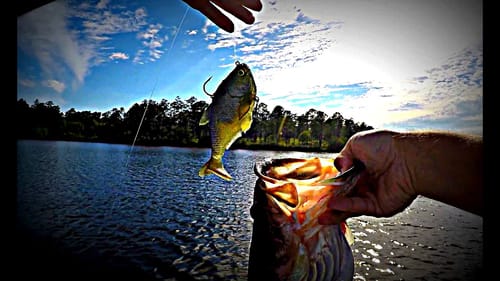 Catching Lunkers on Big Swimbaits - Mattlures Ultimate Shad Bass Fishing