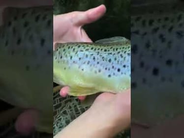 I caught a Giant deformed trout?! (Fly fishing NC) #shorts