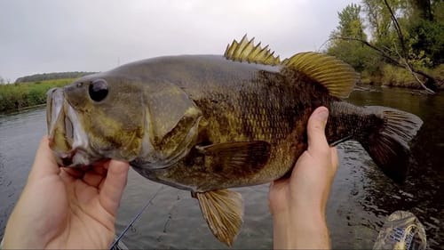 20" Smallie