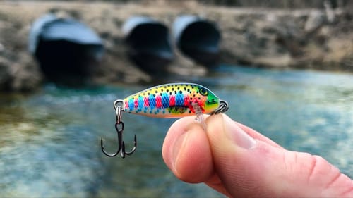 I've DREAMED of Catching This TROPHY Fish!!! (New PB!)