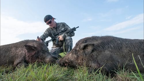 Hunting HUGE Feral Hogs on Farm Land