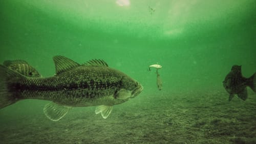 How to Ice Fish Bass With Lipless Crankbaits