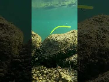 Ohhhhhhh yeah 😯😍 The Lake Fork Lure Co Pro Drop Shot Worm is gonna get MUNCHED