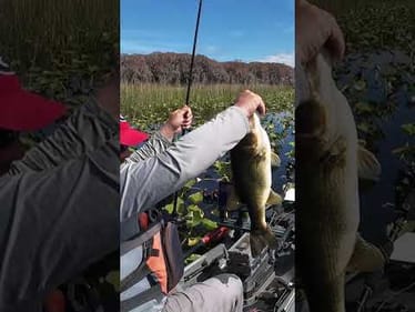 Giant bass out of the Lilly Pads #fishing #bassfishing