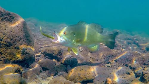 Underwater Bass Fishing Footage  | Drop Shotting Crystal Clear Water!