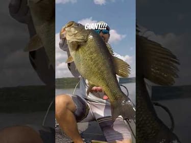 Giant Bass Eats a Chatterbait!!!