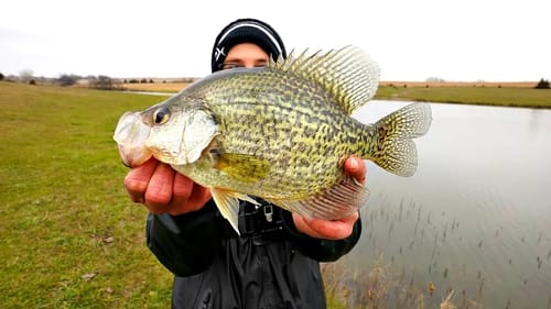 Catching MONSTER Crappie from a Hidden Pond!!!