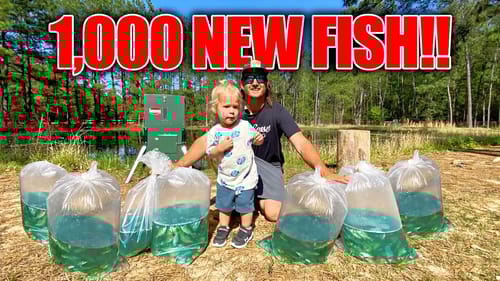 Stocking My BACKYARD POND w/ 1,000 High Protein Bait Fish!! (Feeding Frenzy)
