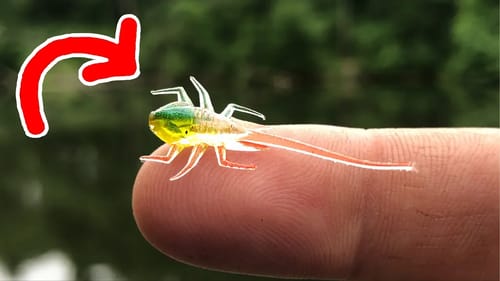 This TINY Lure Caught Me a NEW PB!!!
