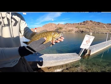 SECRET BAIT for AZ Smallies!! (Parker, AZ)