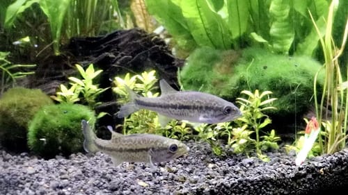 Pet Bass ATTACK Micro Fishing Lures!!