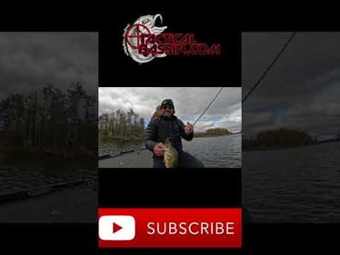 The Best Bait For Winter Bass! #shorts