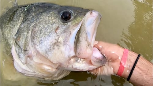 BASS of a LIFETIME in URBAN POND!!!