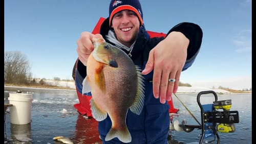Catching HUGE Bluegill! BIG PANFISH