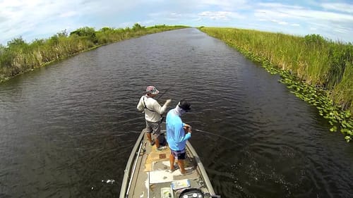 Gator Chases Mudfish While Bass Fishing