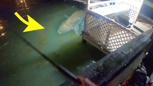 We FOUND the DOCK MONSTER!! (Massive)