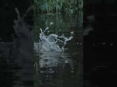 Lowen lands one on topwater