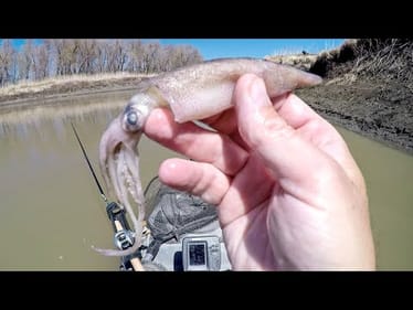 Fishing With Squid!