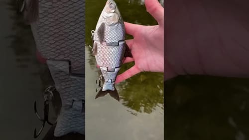 Swimbait Review: Mattlures Closer Floating