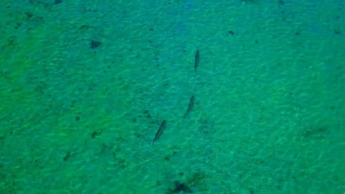 Sight Casting a Pelagic Fish in 4 Ft of Water