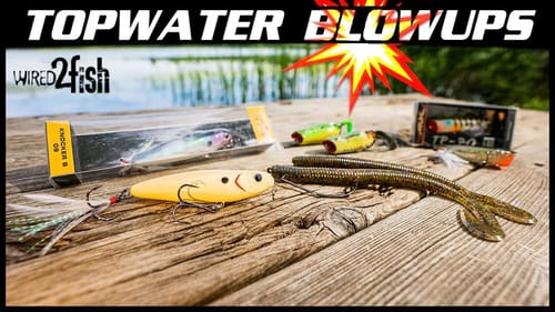 Bass Topwater Blowups Montage 🎥 | Largemouth and Smallmouth Mix