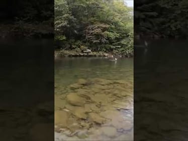 This was Wild!!!  Huge School of Big Spotted Bass