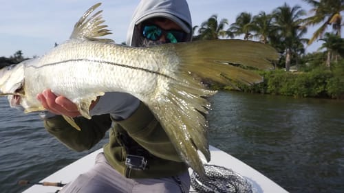Seriously Roughed Up Fish