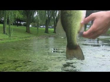 Northern Illinois topwater bass