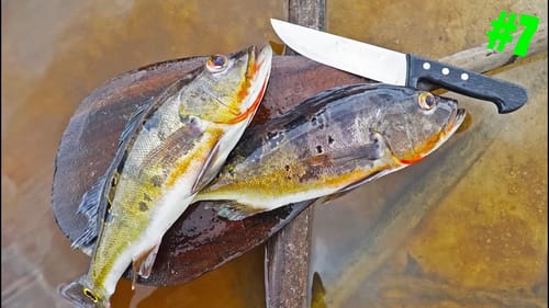 Rainforest Catch n Cook -- Tropical Peacock Bass