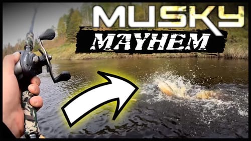 Big Topwater Musky Catch on a Whopper Plopper