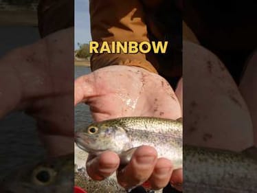 Catching Rainbow Trout in Texas #fishing