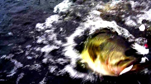 Terminator Buzzbait Fishing - Big Bass Caught on Topwater Buzzbaits