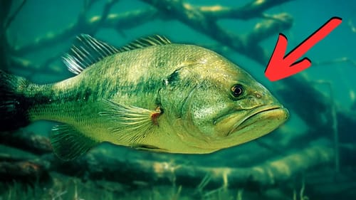 What Nobody Tells You About FINDING BASS