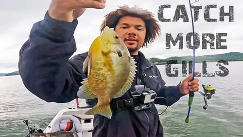 How To Catch TONS Of BIG BLUEGILL! (Simple Split Shot Rig)