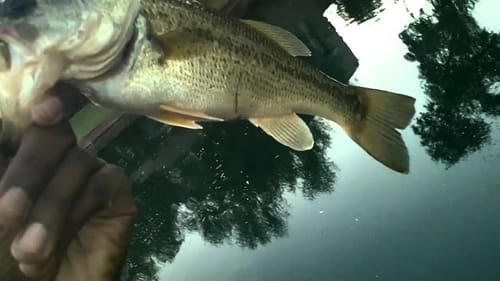 Bass Fishing With Chigger Craws