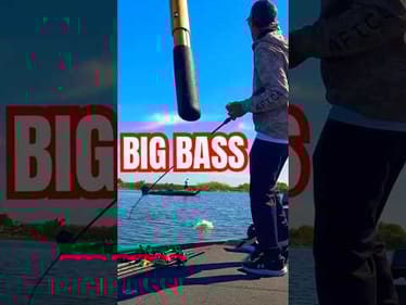Fishing 🎣  Chatterbait on Harris Chain MLF Toyota Series #shorts #bassfishing #harrischain