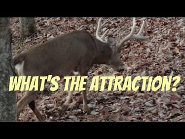 Bass Anglers That Don’t Deer Hunt