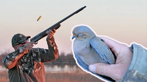 Hunting Winter Dove Nuggets