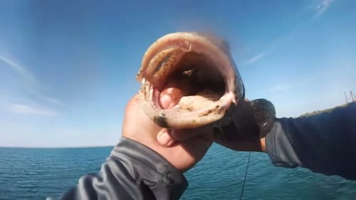 Big Topwater Fishing in Australia! Risk it for the Biscuit Part 8