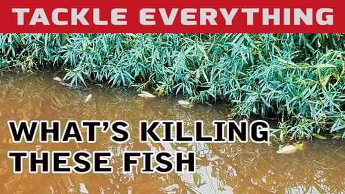 Why Are My Shad Dying? + EXTRA BONUS GIVEAWAY