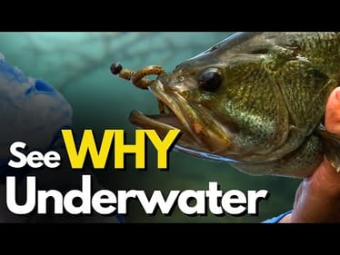 #1 Question Every Angler Needs to Ask for Finding Bass (Underwater Look)