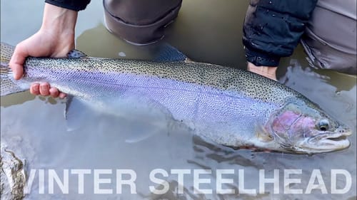 CHROME Winter Steelhead Fishing! (NEW PB)