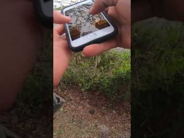 I caught a GIANT BASS while on PHONE #shorts