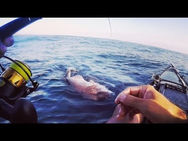 BIG Snapper! Let It Live Or.. Feed The Family?