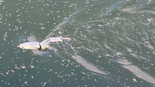 Swimbait Review: Mac Attack Lures 3 pc Mac Trout