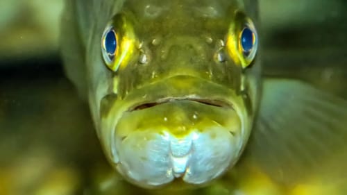 Bass DON'T Have EYELIDS...DUH!